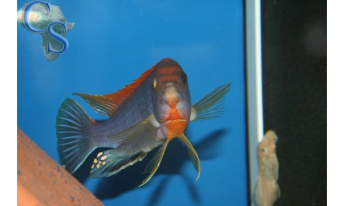 Labidochromis Hongi Red Top